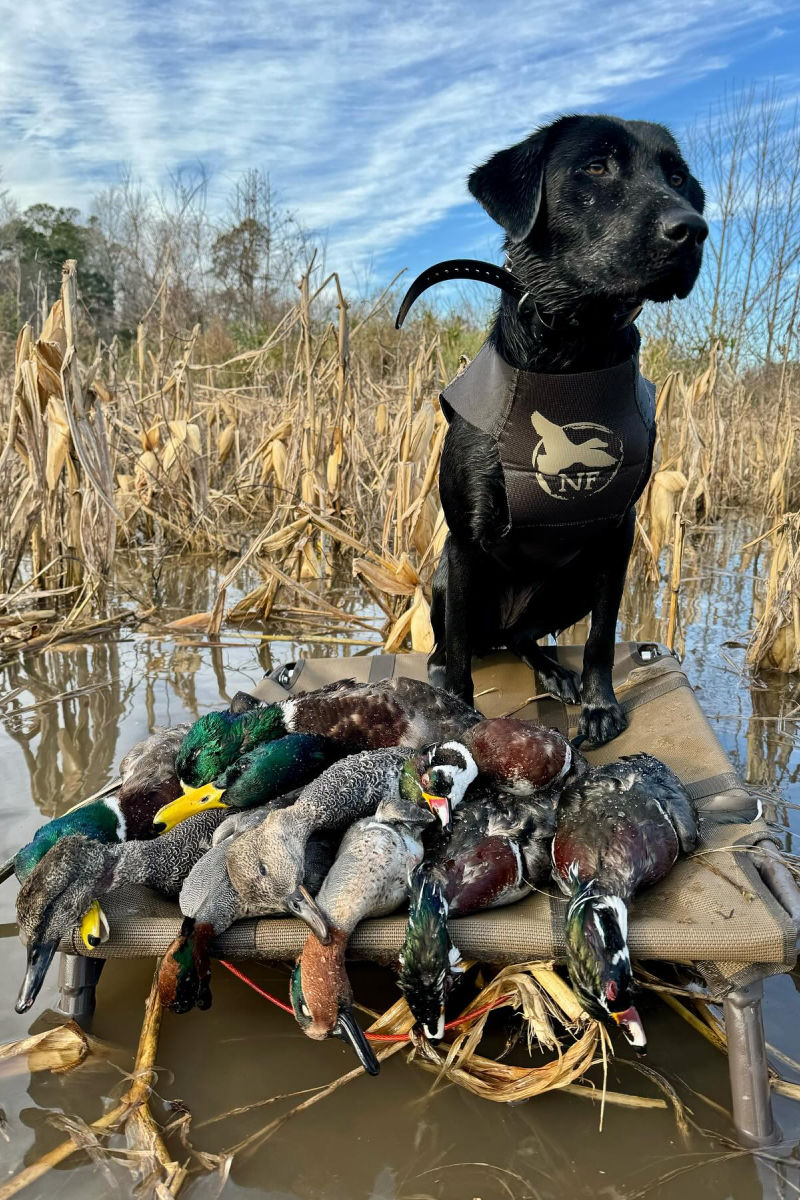 dog duck hunting
