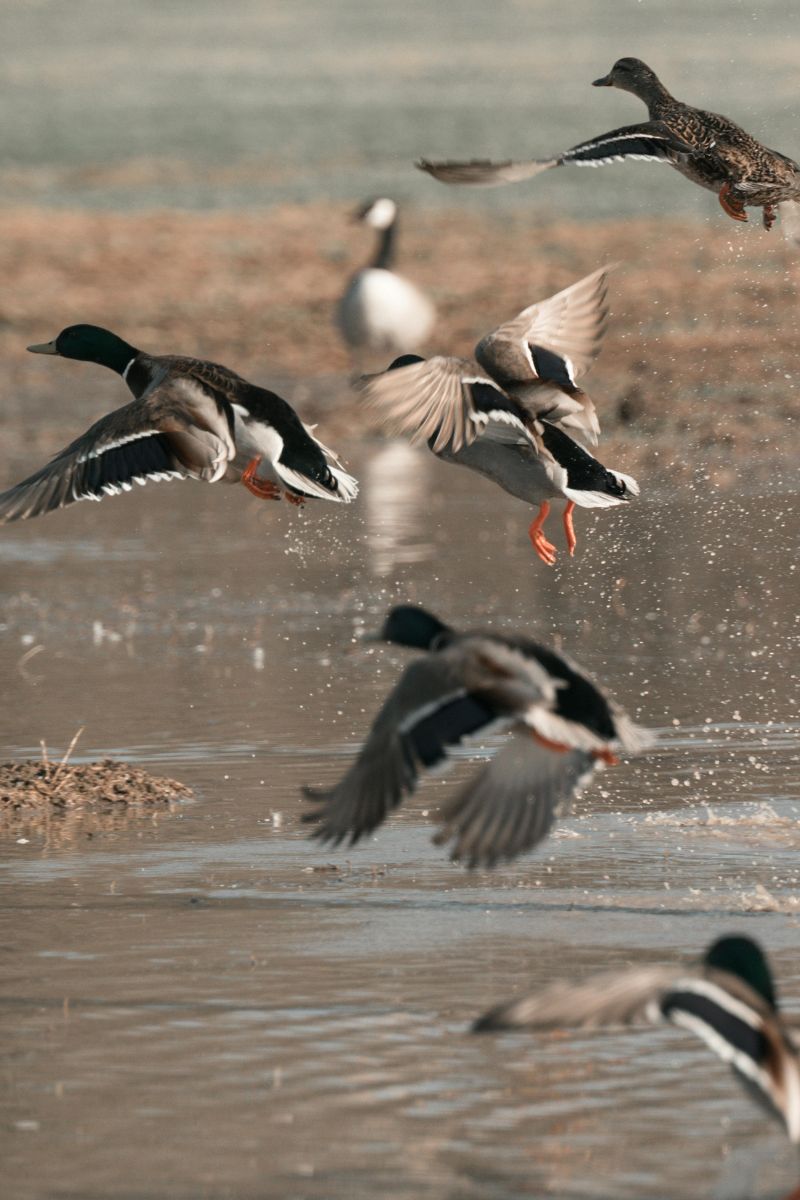 ducks in flight